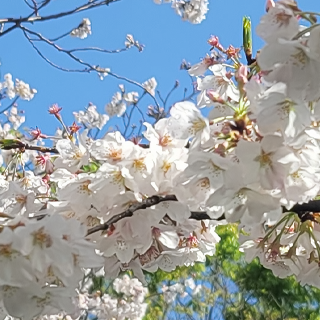 2021年4月1日 院内症例発表感想