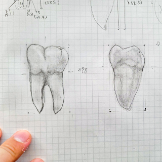 2021年8月16日 個々の歯牙スケッチを終えたら歯列のスケッチへ