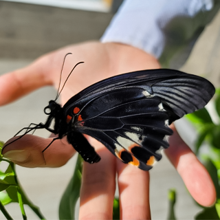 2021年8月23日 今年、院内で初めてナガサキアゲハが生まれました。