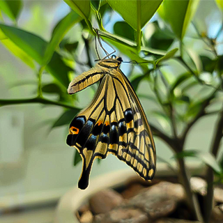 2022年7月1日 今年129匹目のアゲハ蝶