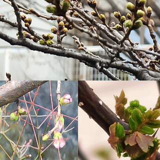 2023年3月13日 桜の開花時期