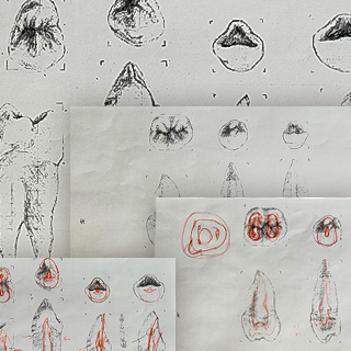 2023年8月6日 個々の歯牙のスケッチが終わりました。