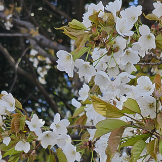 2024年3月29日 関東は今日、桜の開花宣言が行われました。